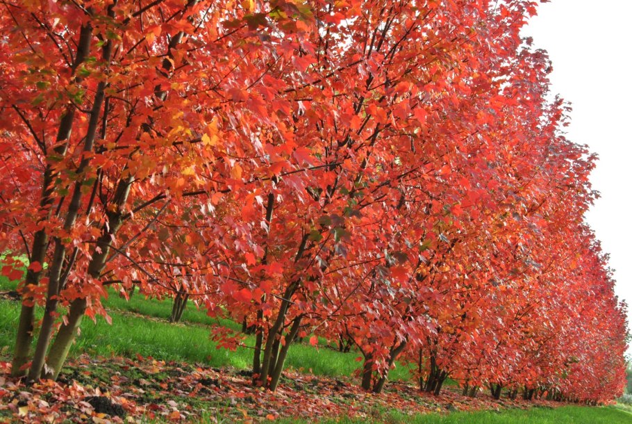 Клен гиннала куст