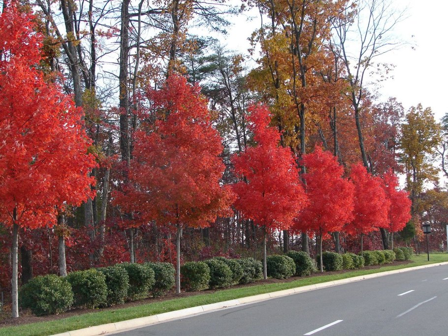 Клен красный Отумн Блейз