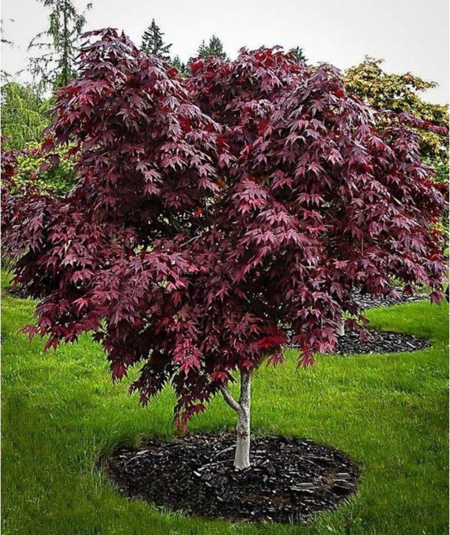 Acer palmatum atropurpureum