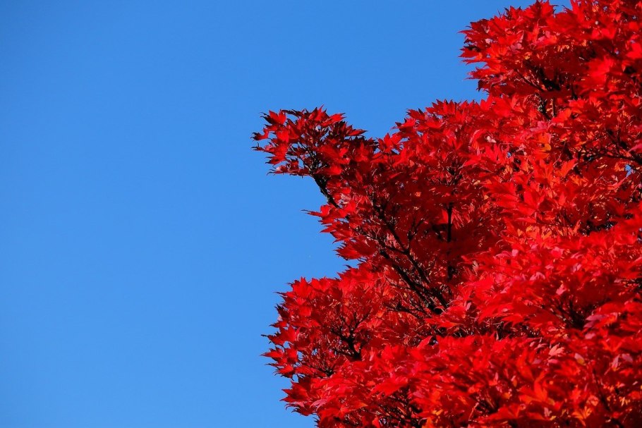 Acer rubrum (клен красный) 'Red Sunset'
