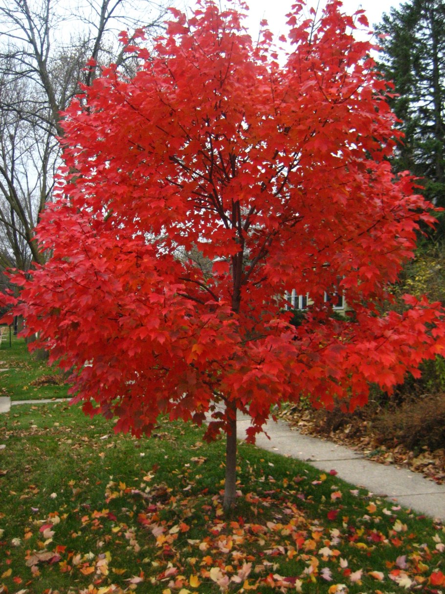 Клен красный Acer rubrum