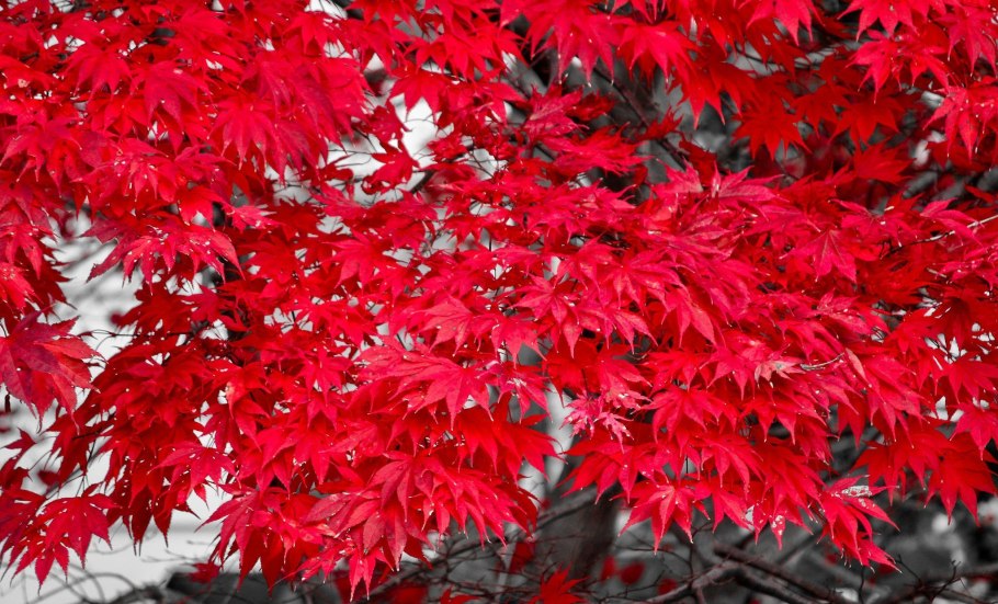 Клен Гиннала осенью