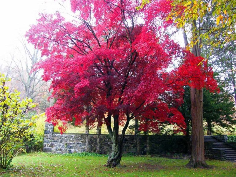 Клен канадский