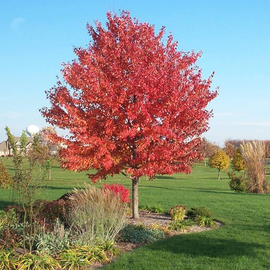 Гиннала клен