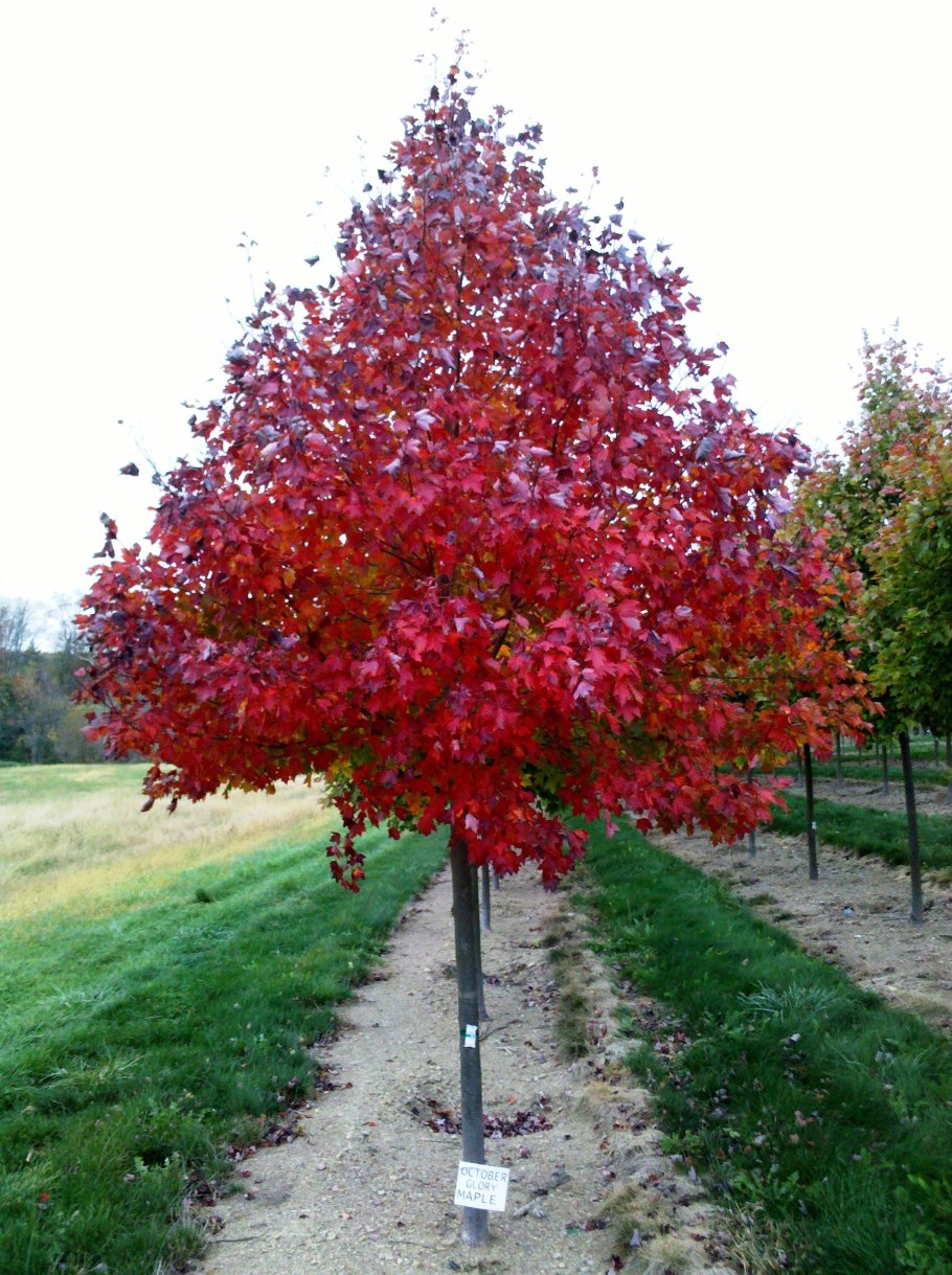 Клен октобер глори