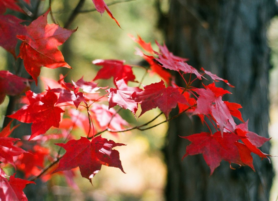 Клен красный Acer rubrum