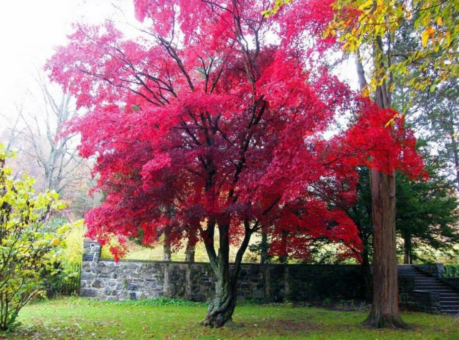 Acer palmatum var atropurpureum