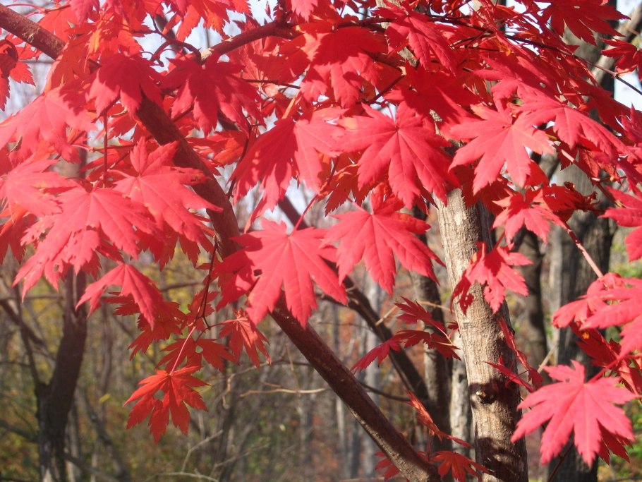 Японский клен acer palmatum