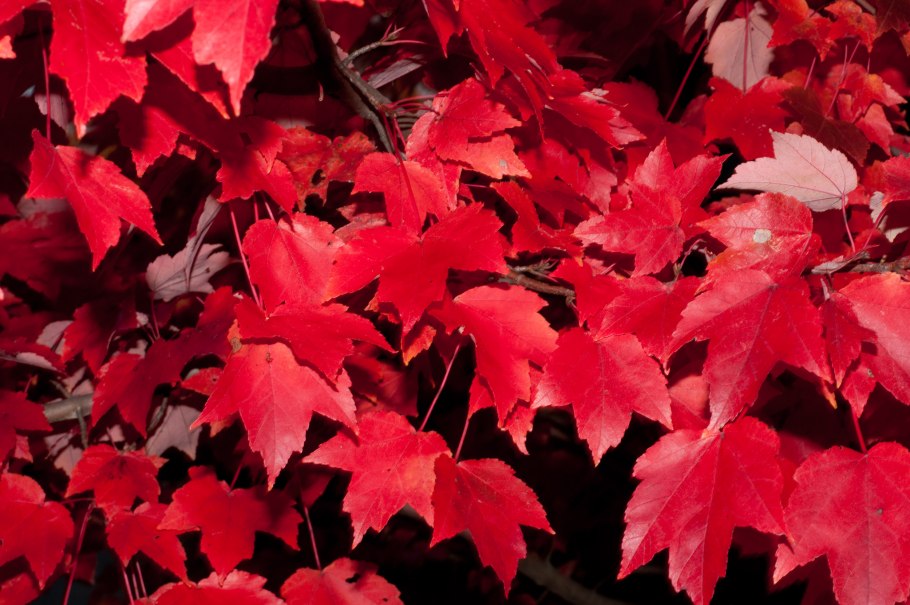 Клен красный acer rubrum