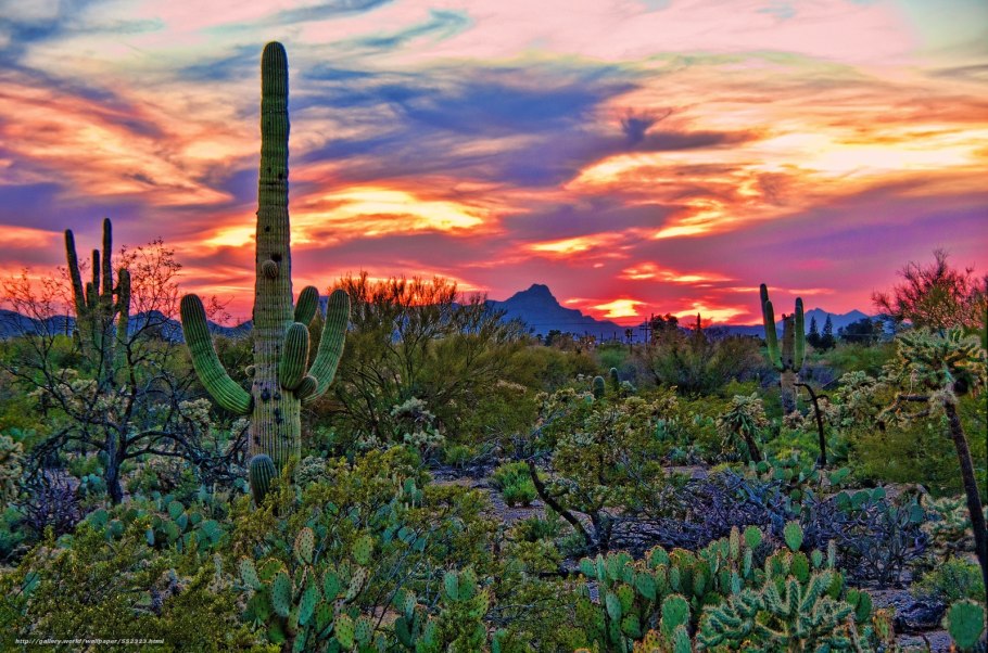 Кактусы в штате Нью-Мексико