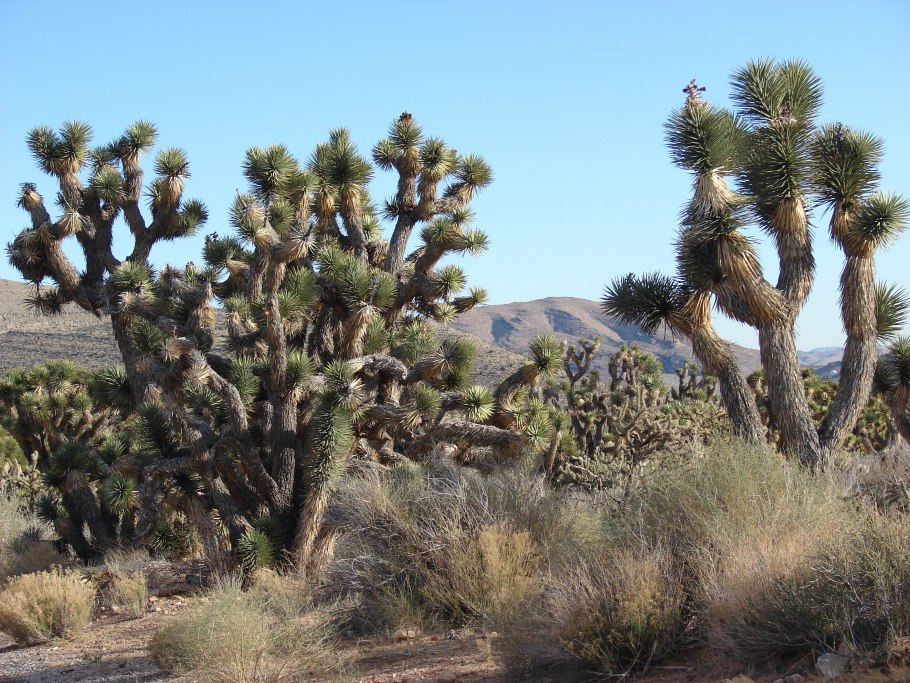 Сосна остистая Мафусаил