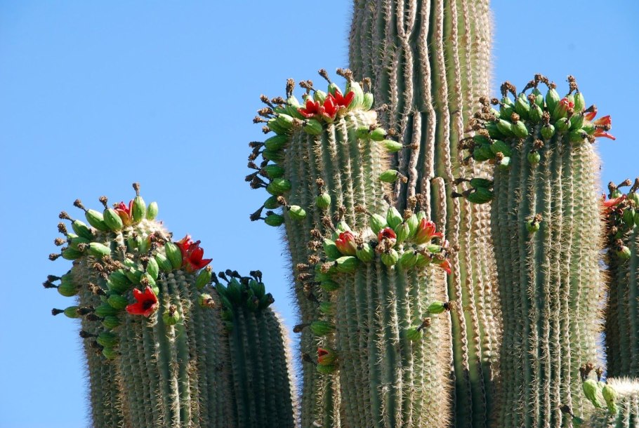 Цереус карнегия