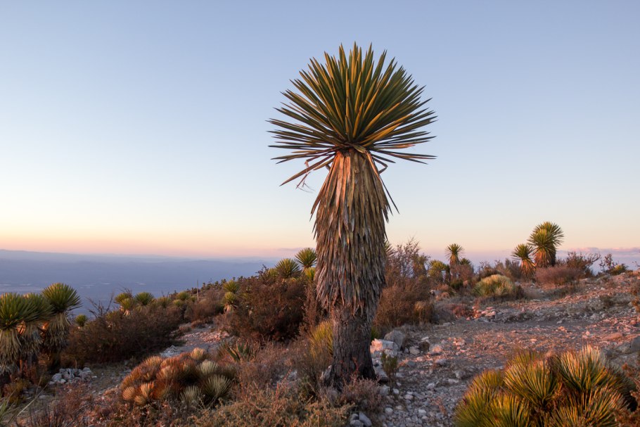 Растения Мексики Юкка