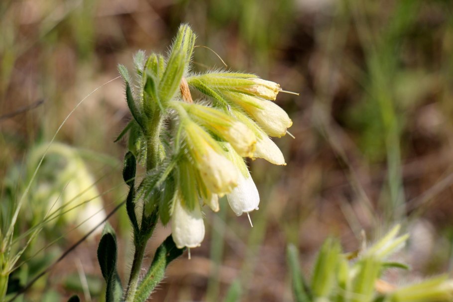 Оносма красильная