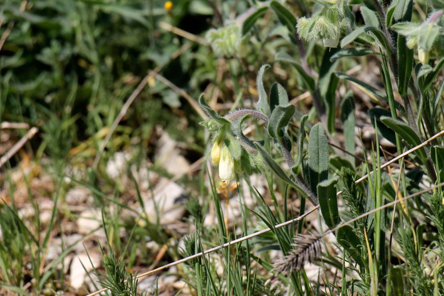 Оносма красильная