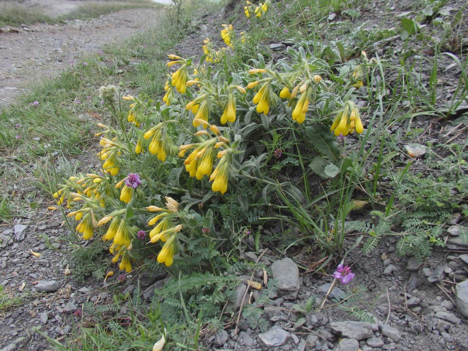 Оносма крымская