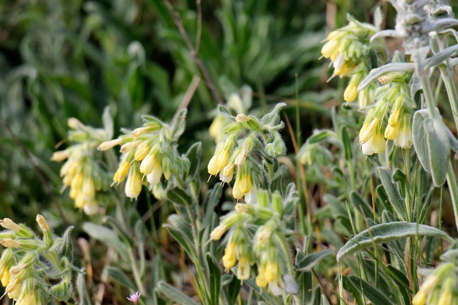 Оносма крымская