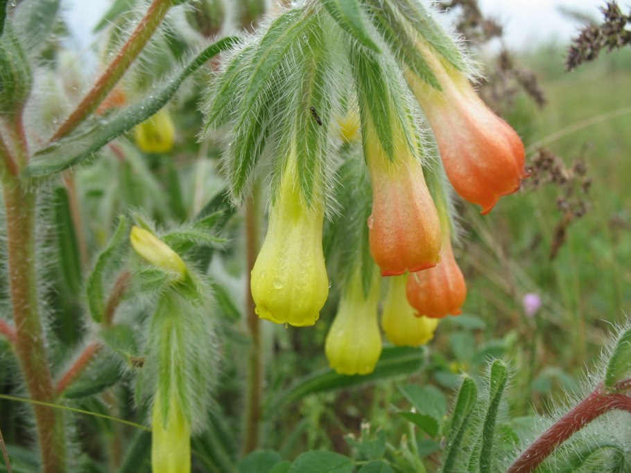 Onosma dichroantha