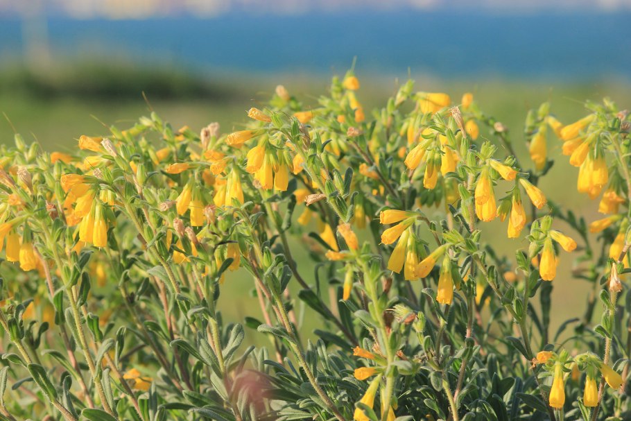 Оносма кавказская