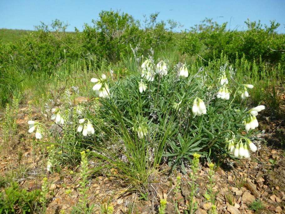 Onosma simplicissima