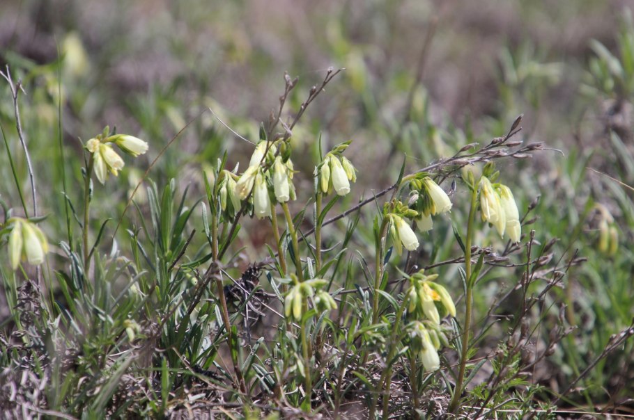 Оносма простейшая