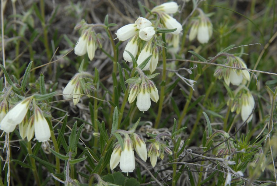 Оносма гмелина