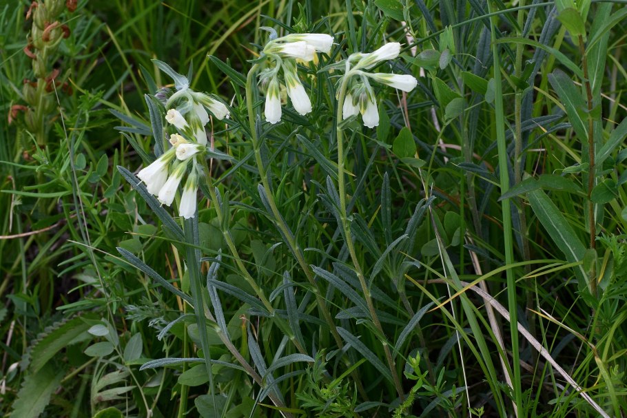 Onosma simplicissima