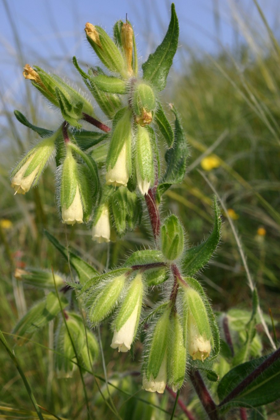 Onosma visianii
