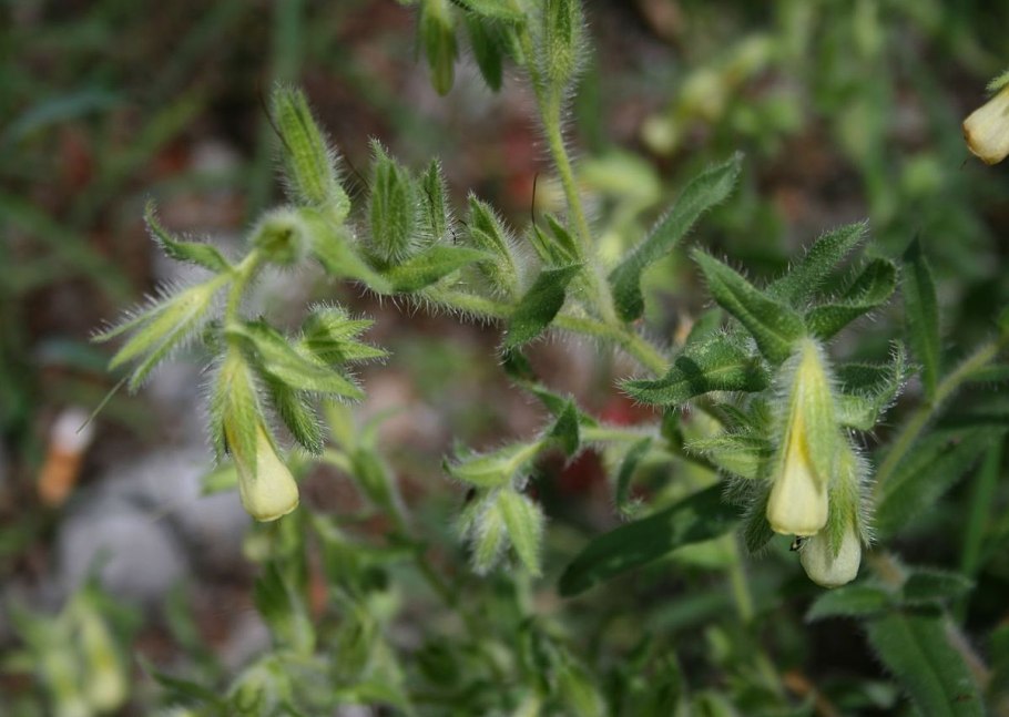 Onosma helvetica