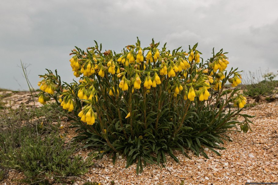 Оносма крымская