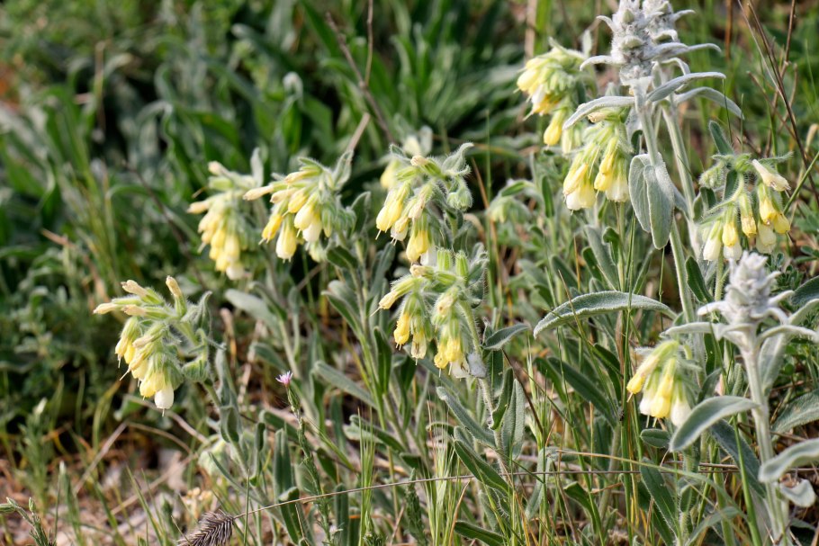 Оносма крымская