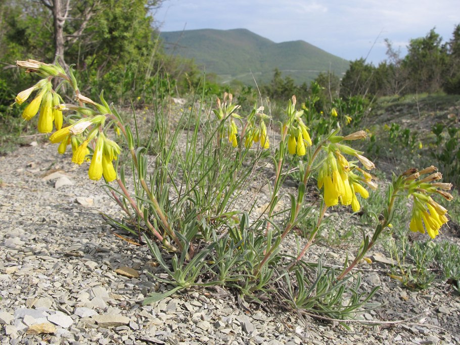 Onosma taurica