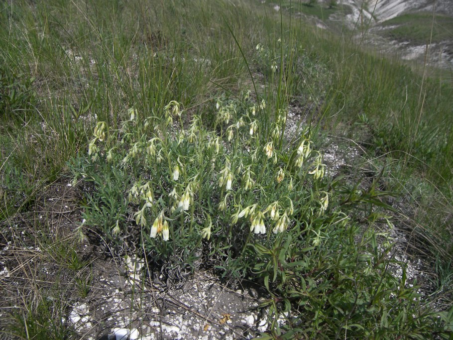 Оносма простейшая