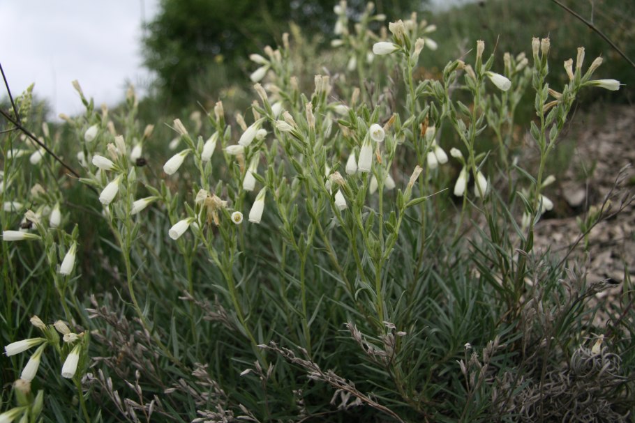 Оносма кавказская