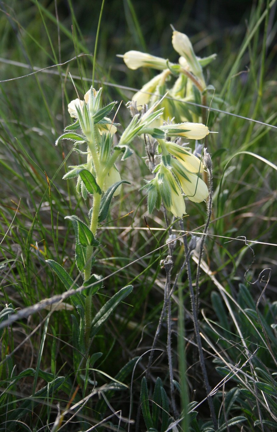 Onosma echioides