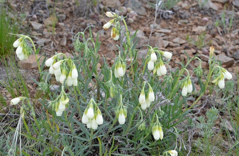 Onosma simplicissima