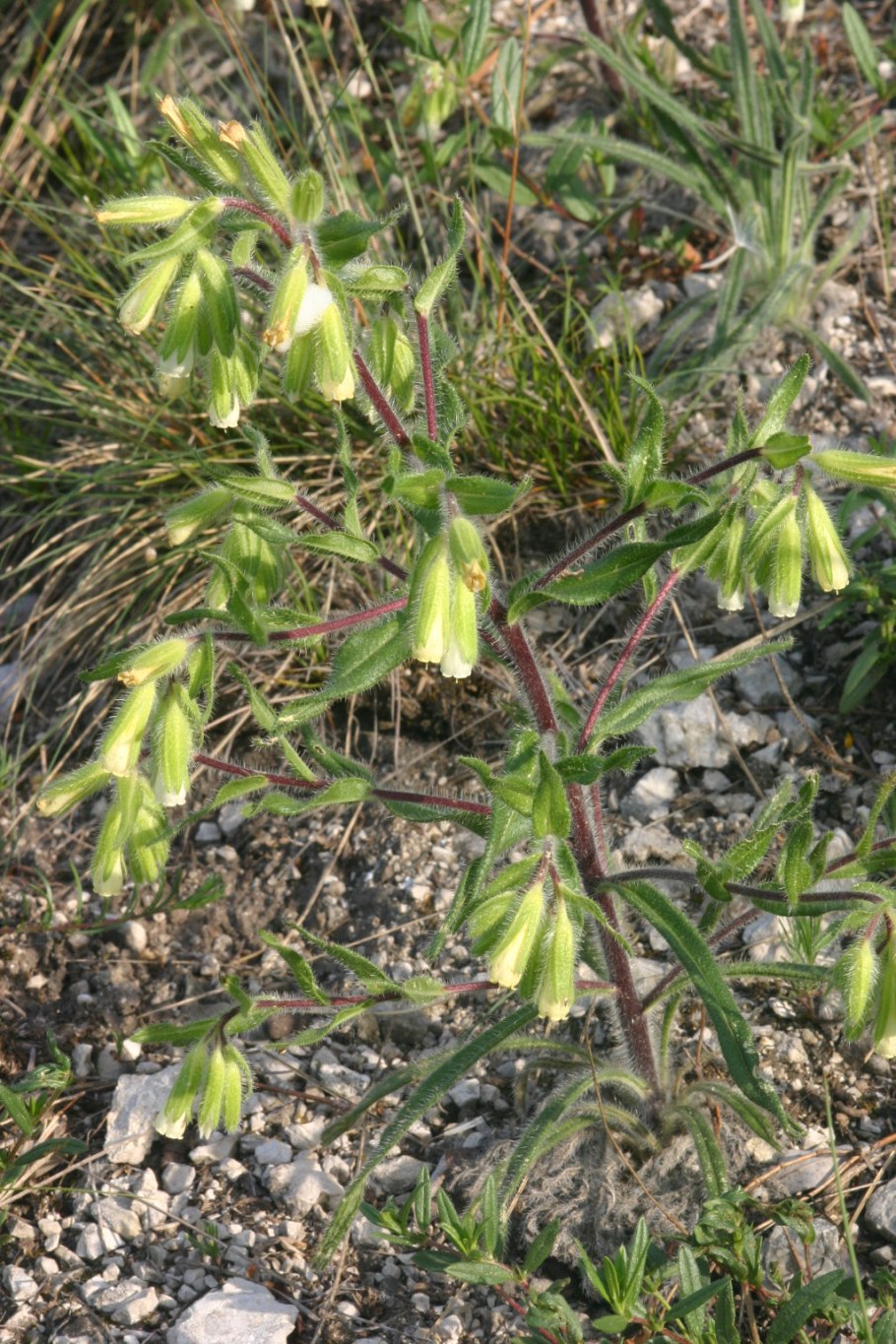 Оносма крымская
