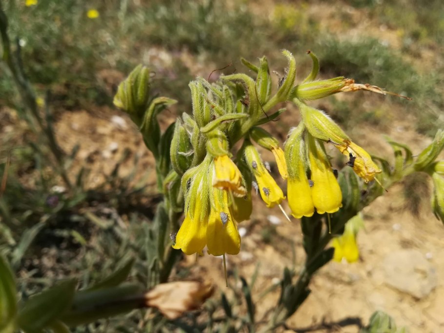 Оносма крымская