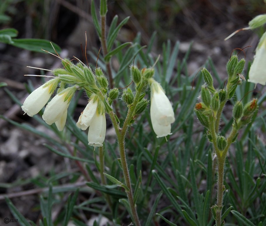 Оносма щетинистая