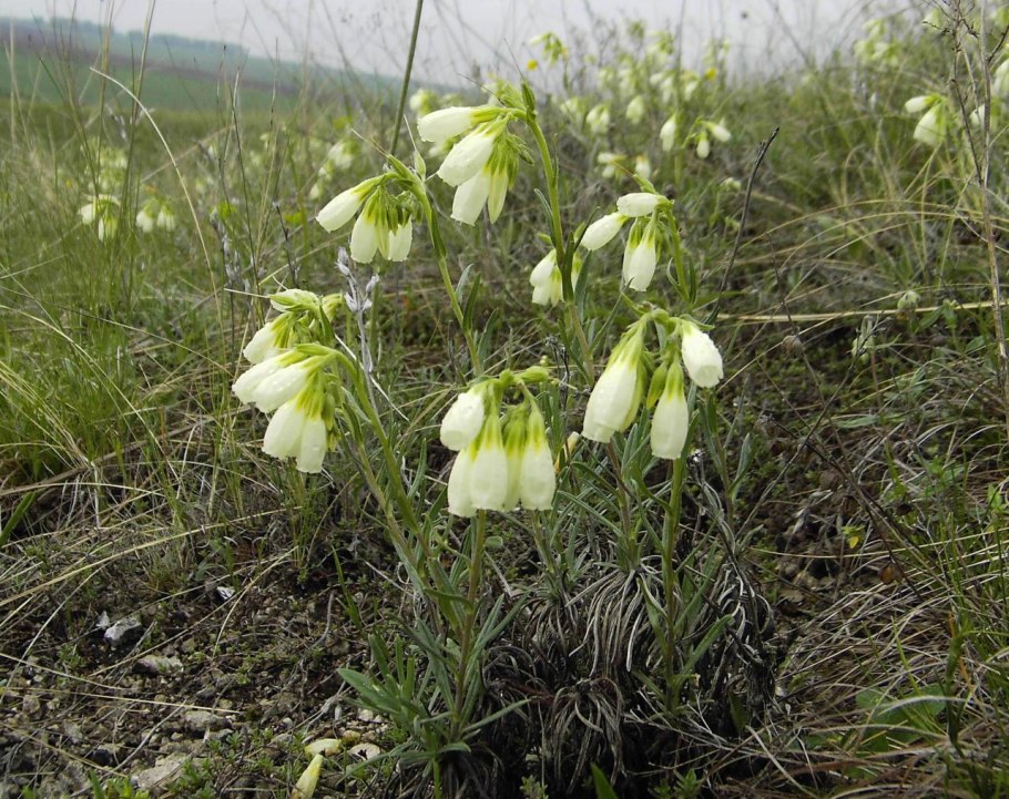 Onosma simplicissima