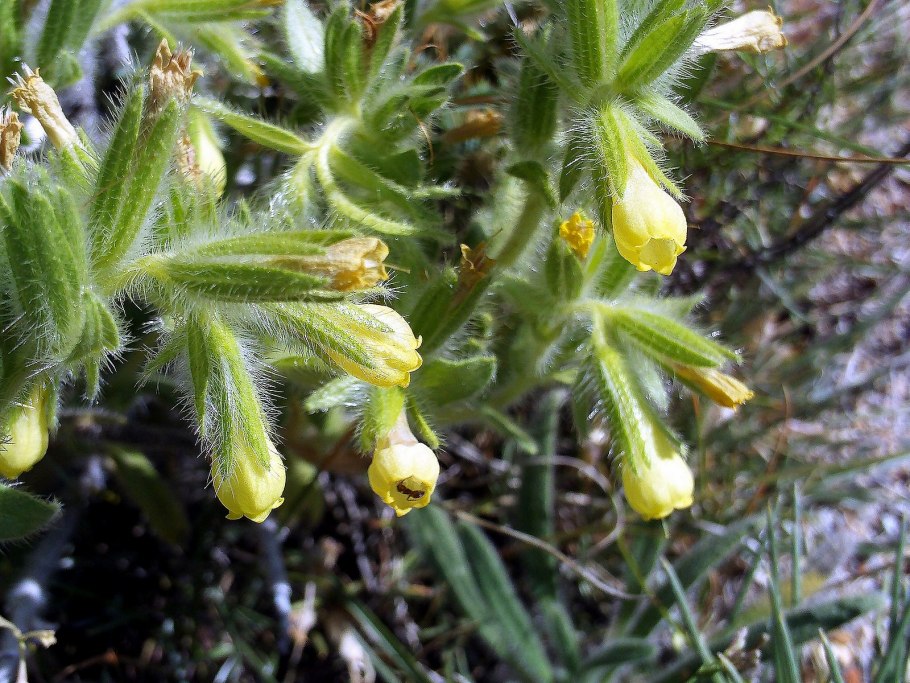 Onosma tricerosperma