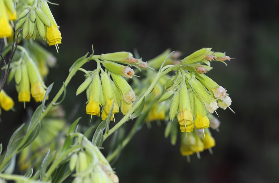 Оносма крымская