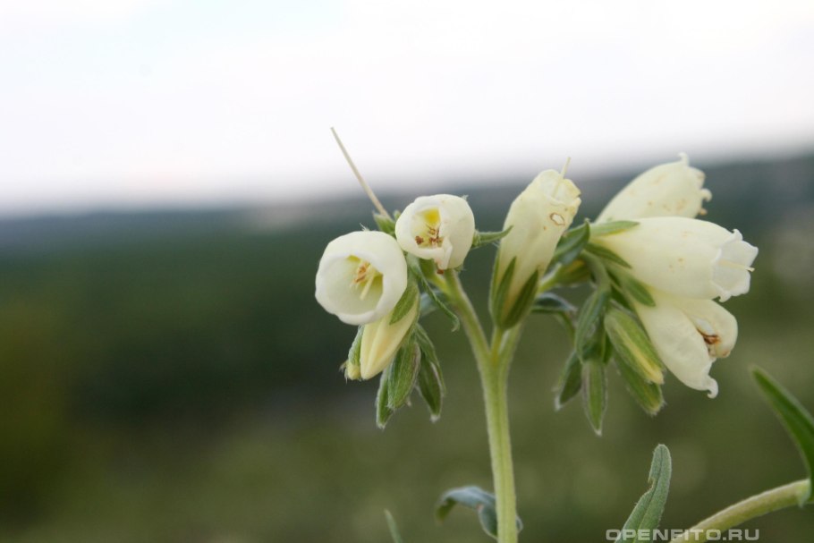 Оносма гмелина