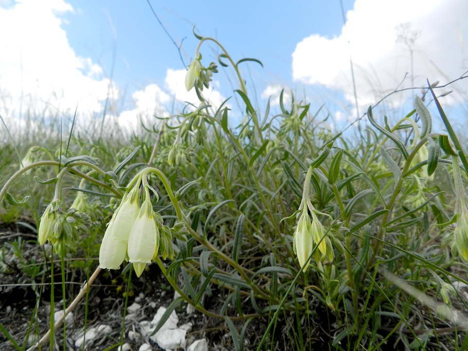 Колокольчик доломитовый