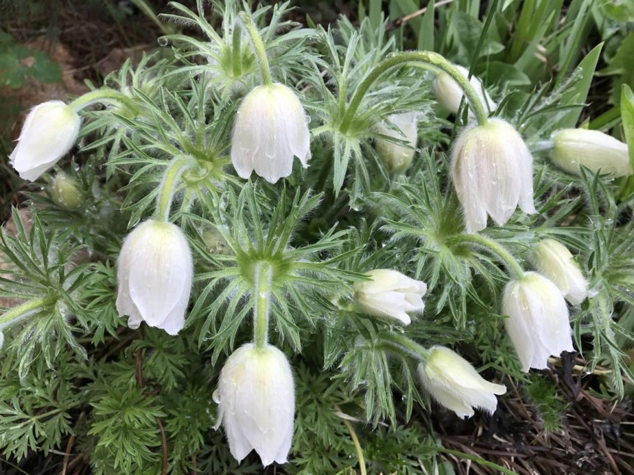 Pulsatilla vulgaris