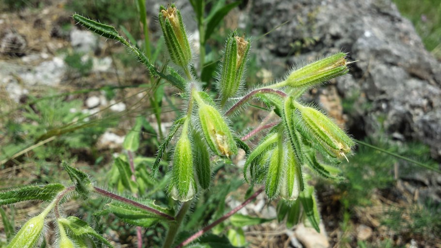 Onosma visianii