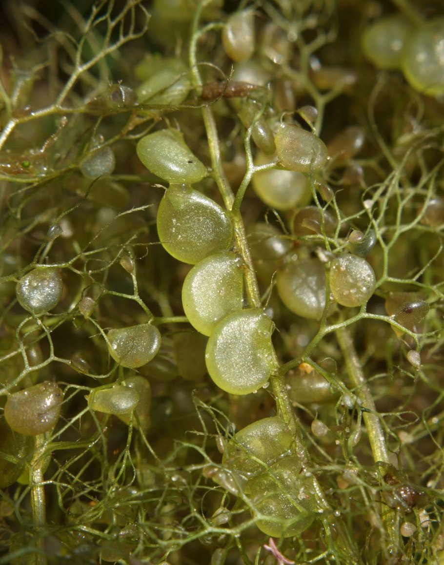 Пузырчатка (Utricularia)