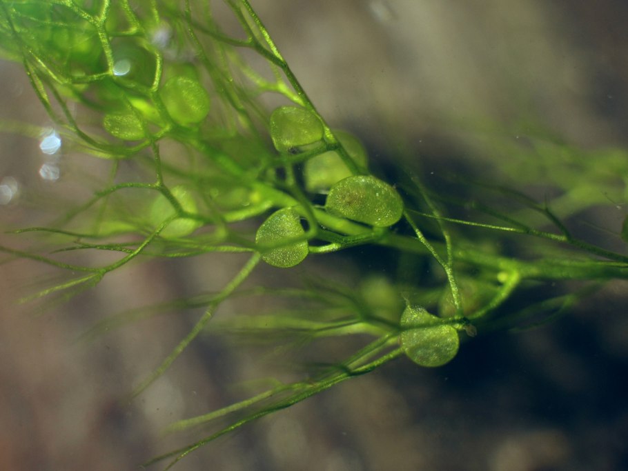 Пузырчатка (Utricularia)