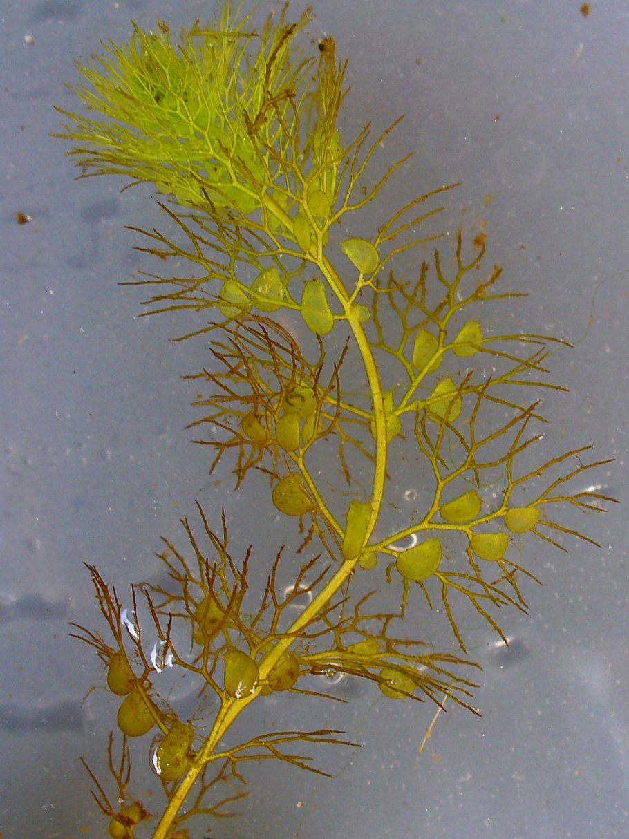 Utricularia appendiculata