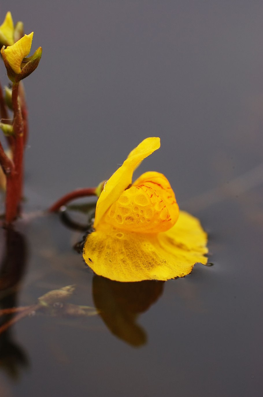 Utricularia fimbriata